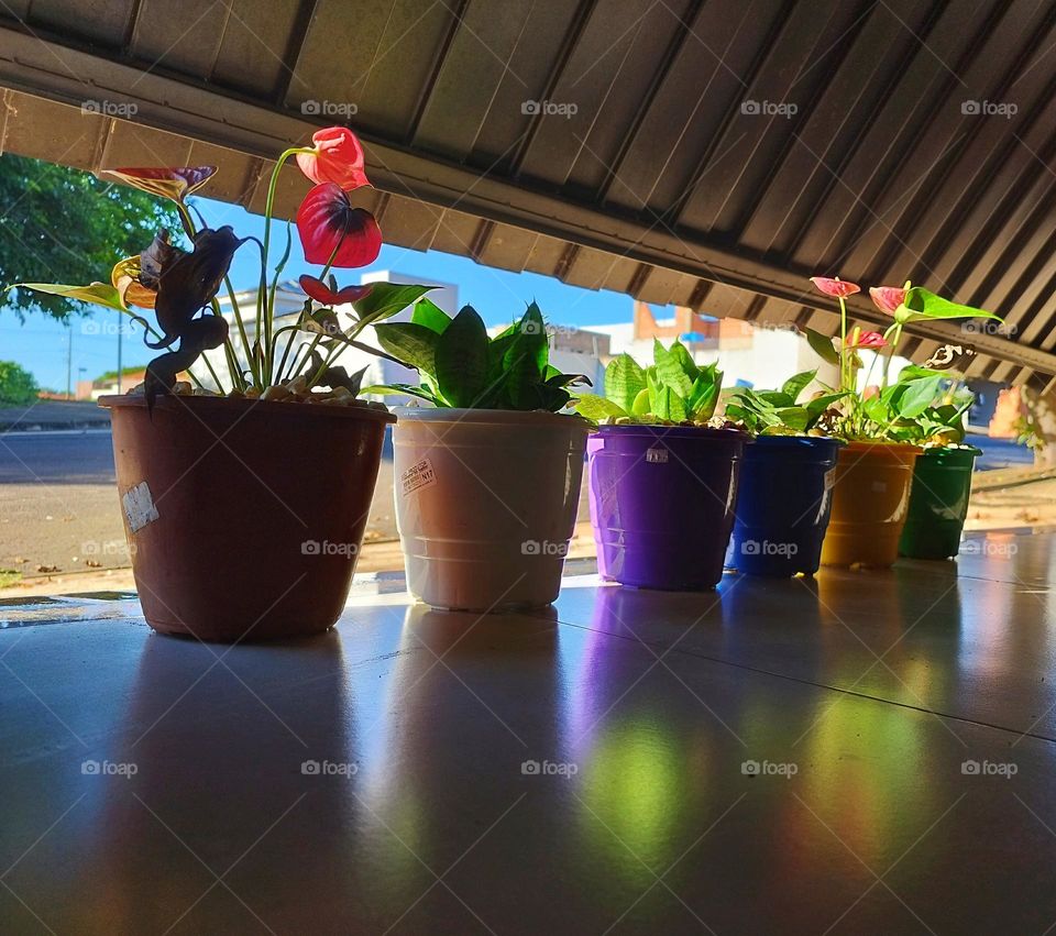 Little plants taking in the morning sun: mini red anthurium and mini sword of São Jorge!