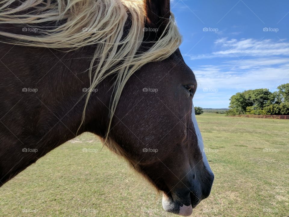 beautiful big Belgium horse