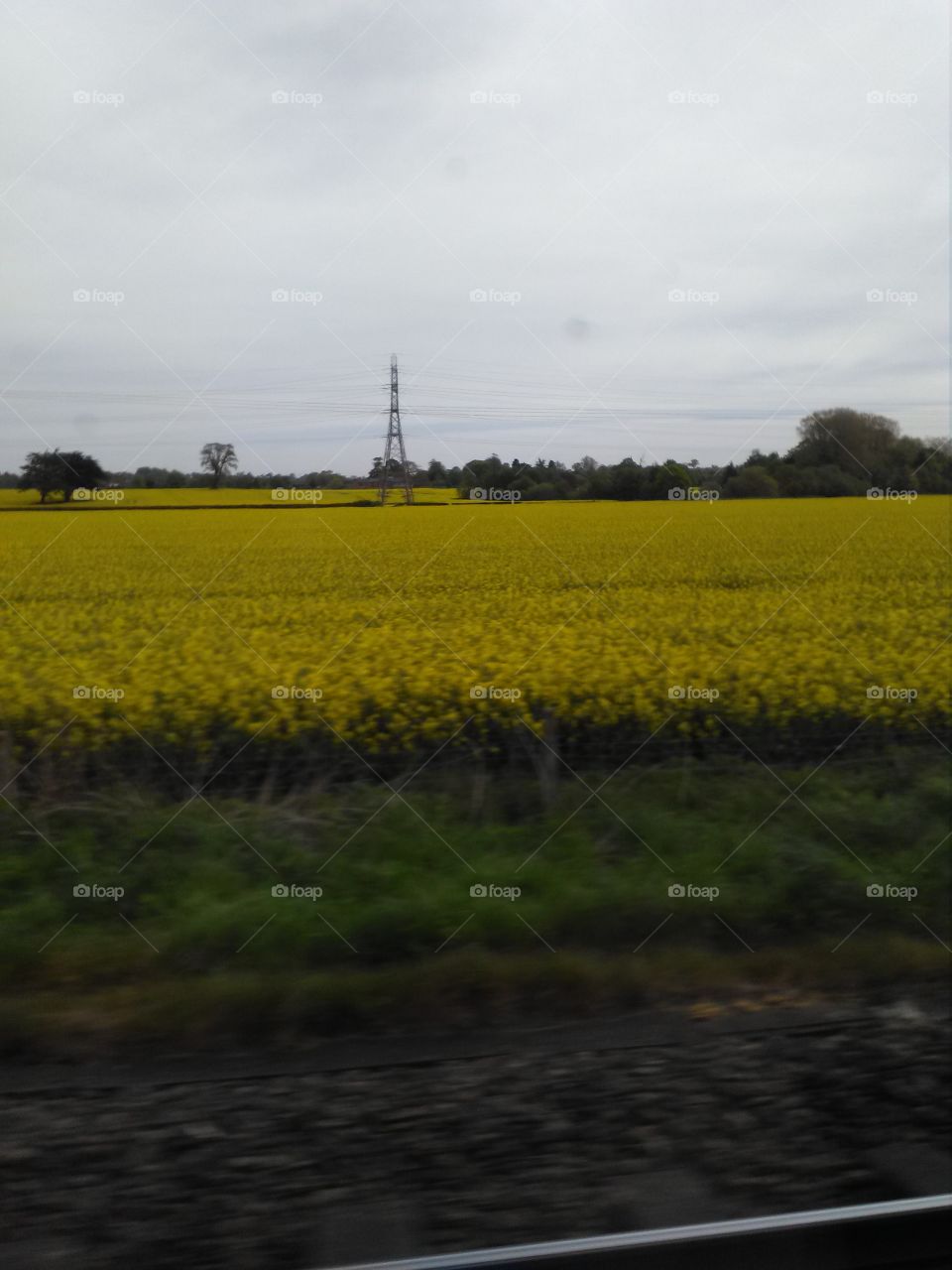 fields of yellow.