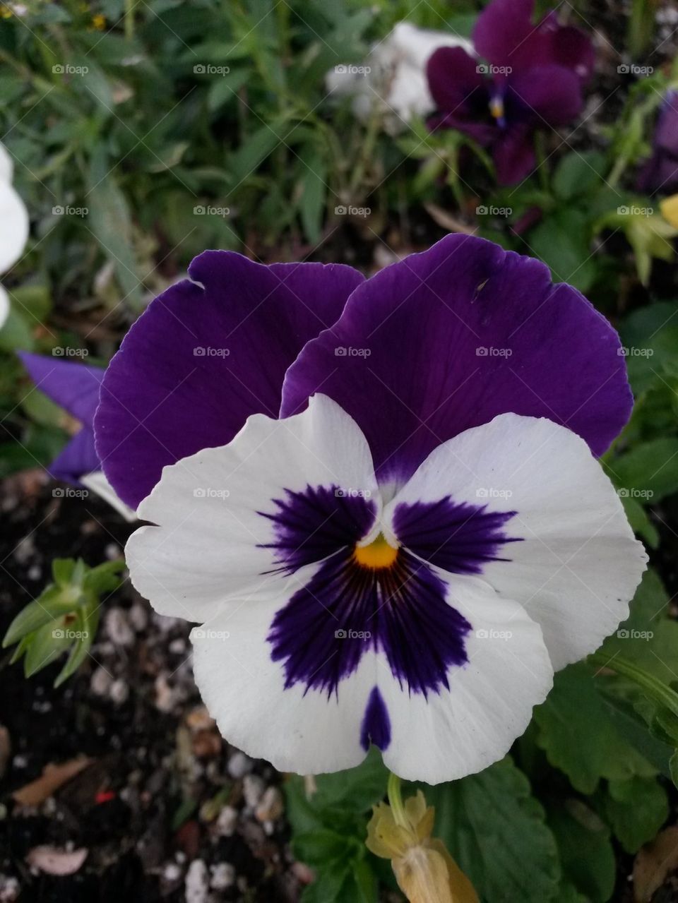 purple and white pansy