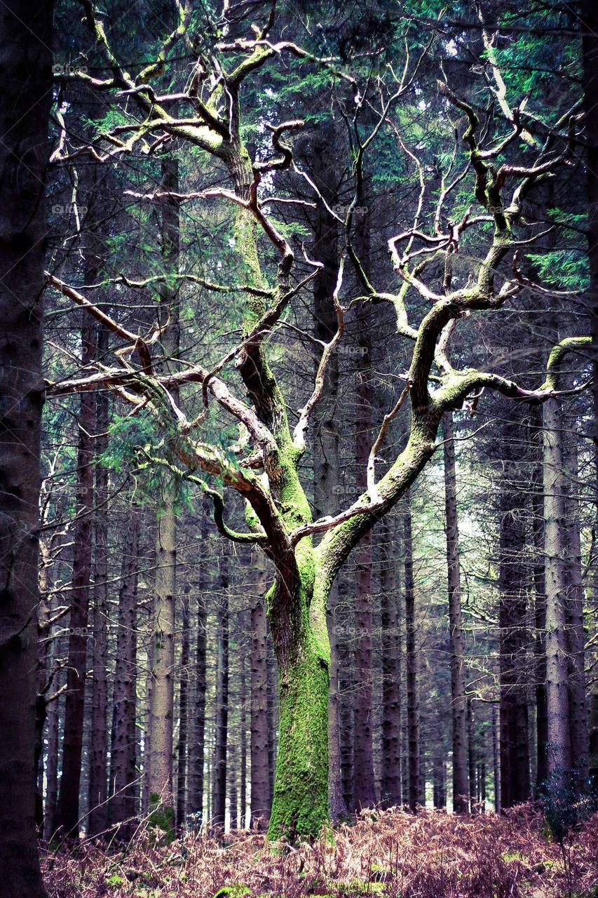 Twisted tree