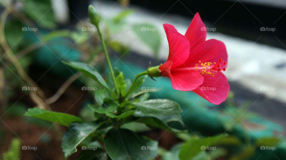 Pinkish Red shoe flower, on its best behaviour.
