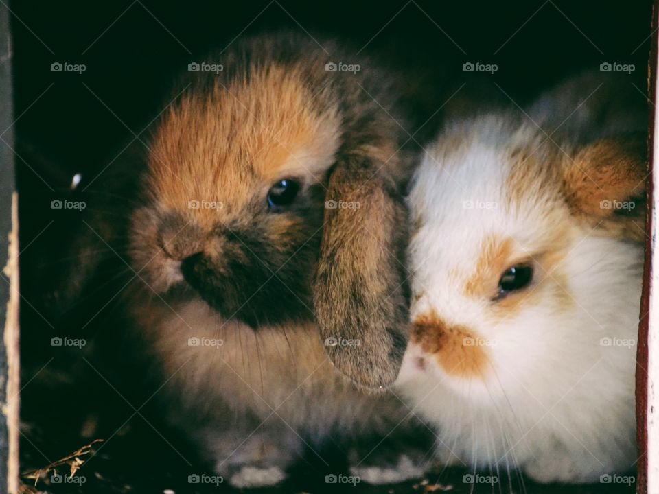 Two cute rabbit kids