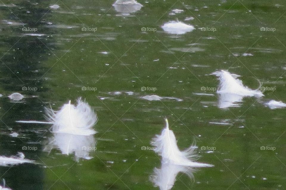 feathers on icy water