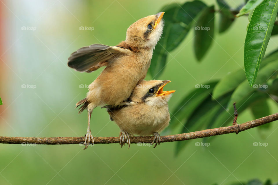 Two little birds on tree.