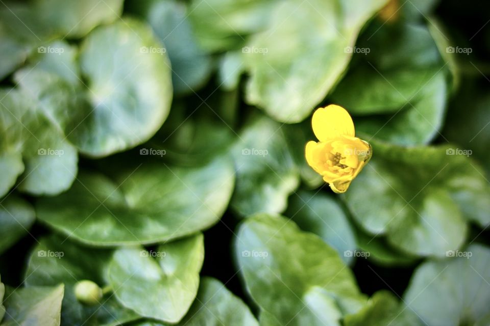 First signs of spring - flower bud