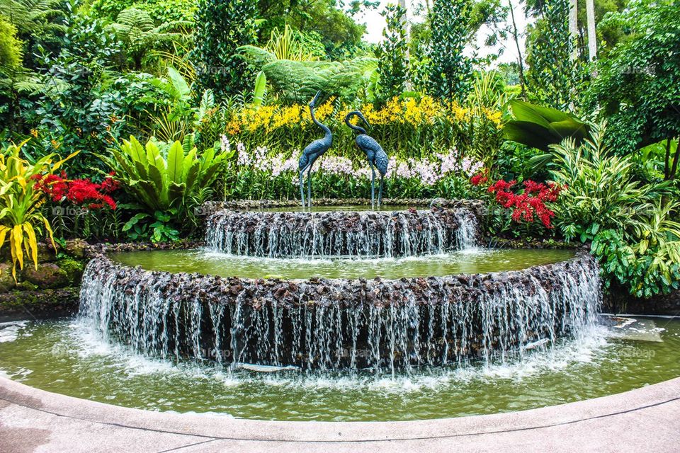 Orchid garden singapore