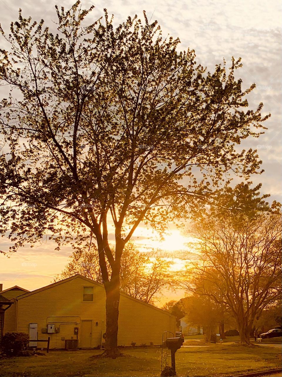 Golden trees