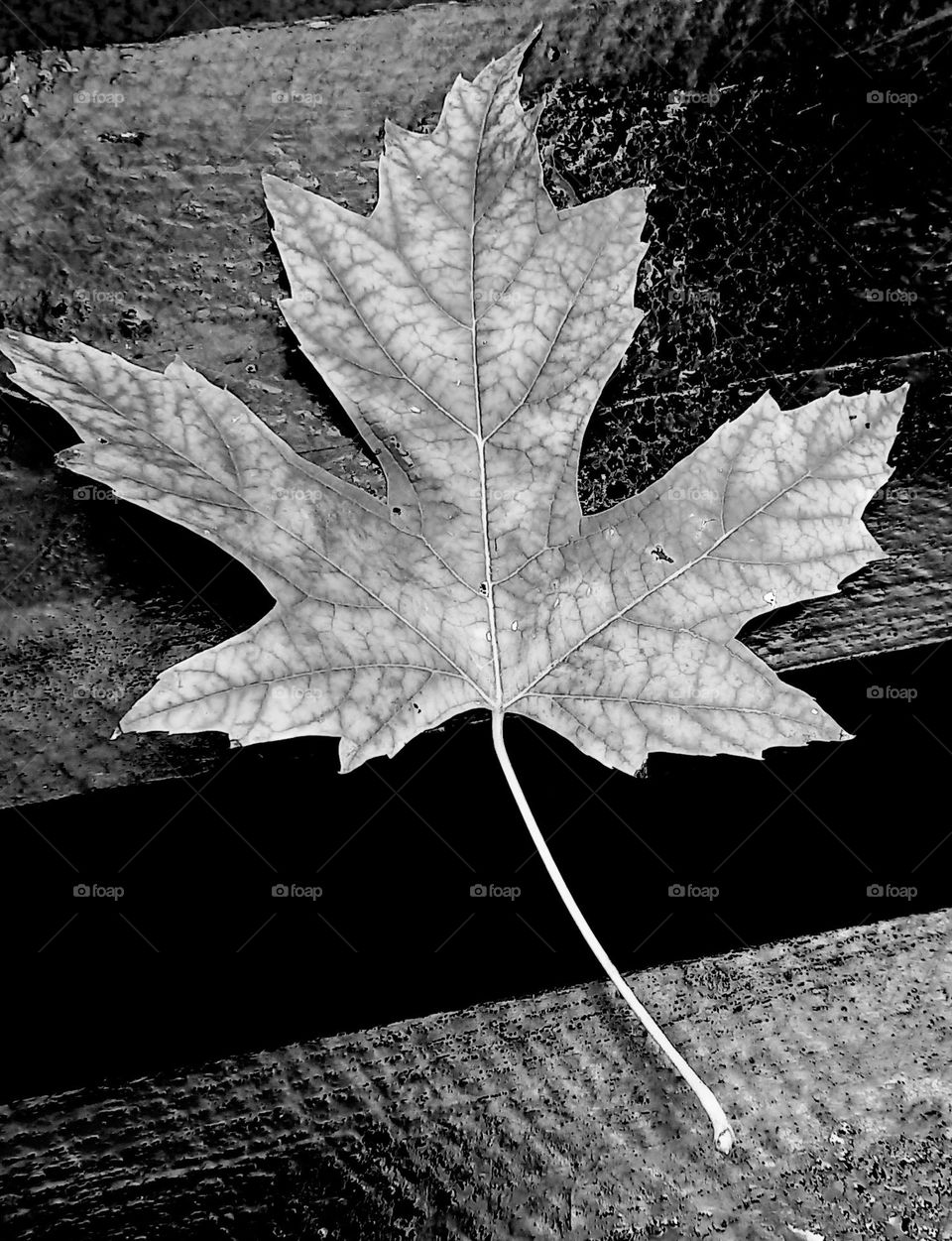 leaf