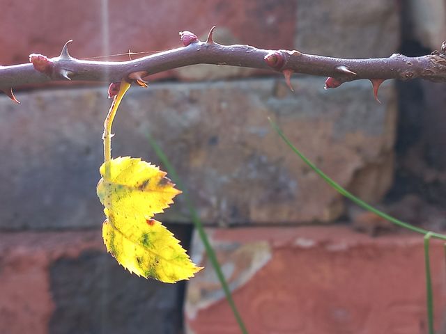 sprig of rose hips and small yellow leaves in autumn