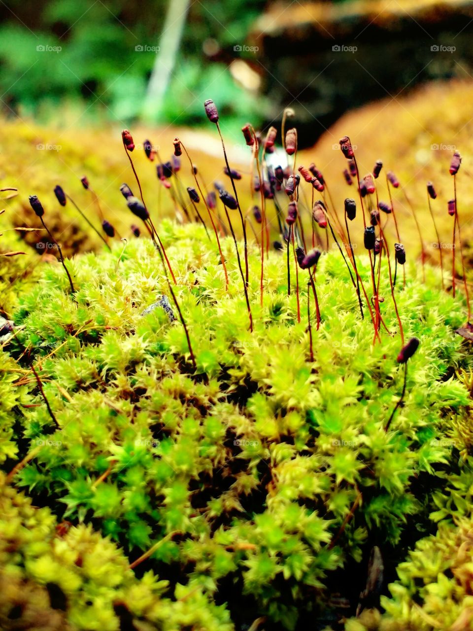 tiny plants and algeas