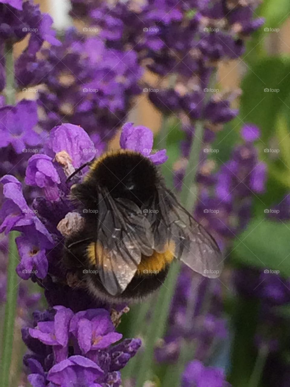 Bumblebees on lavender