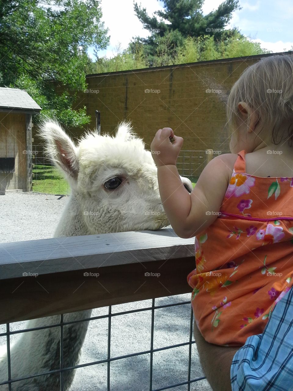 gabby. gabby making friends with an alpaca