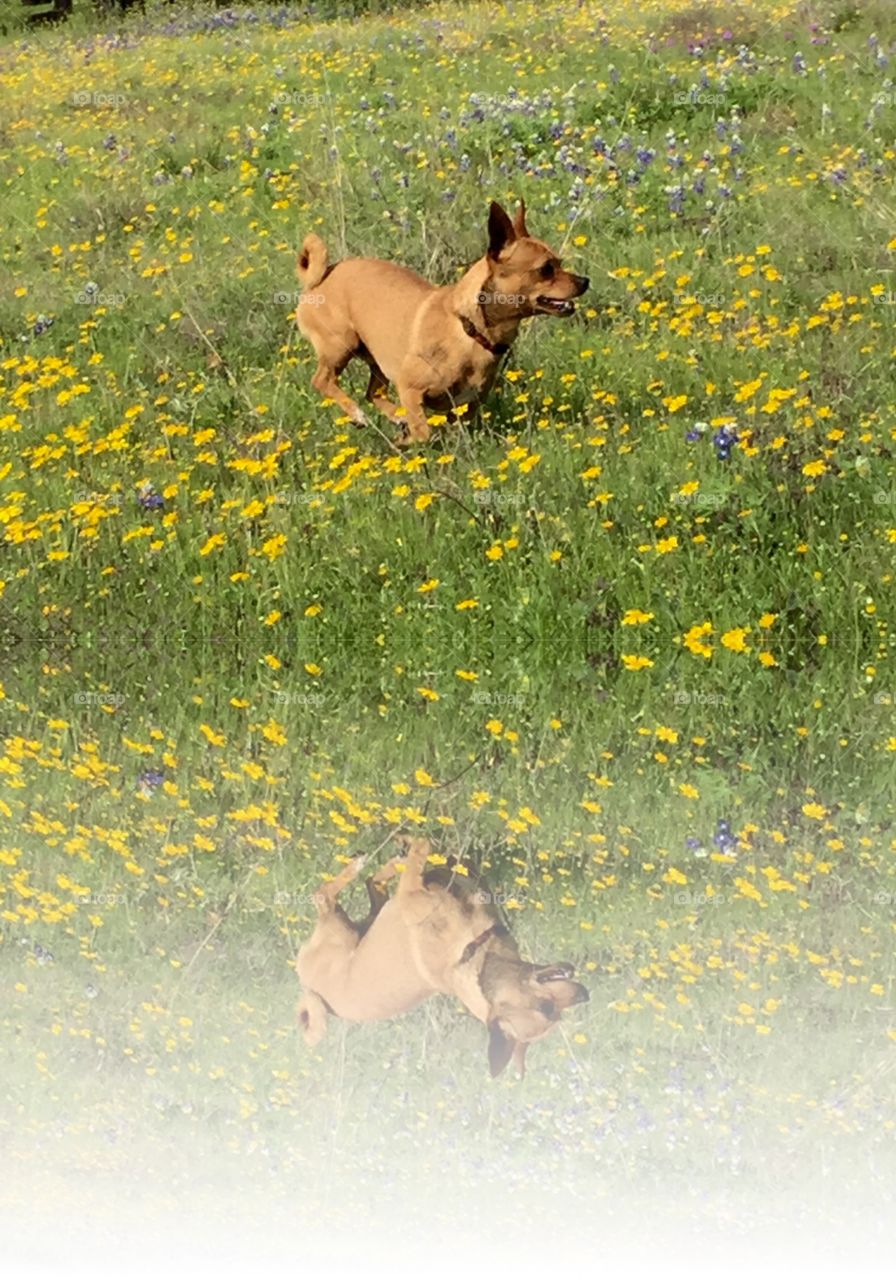 Chihuahua enjoying a beautiful landscape full of wildflowers 