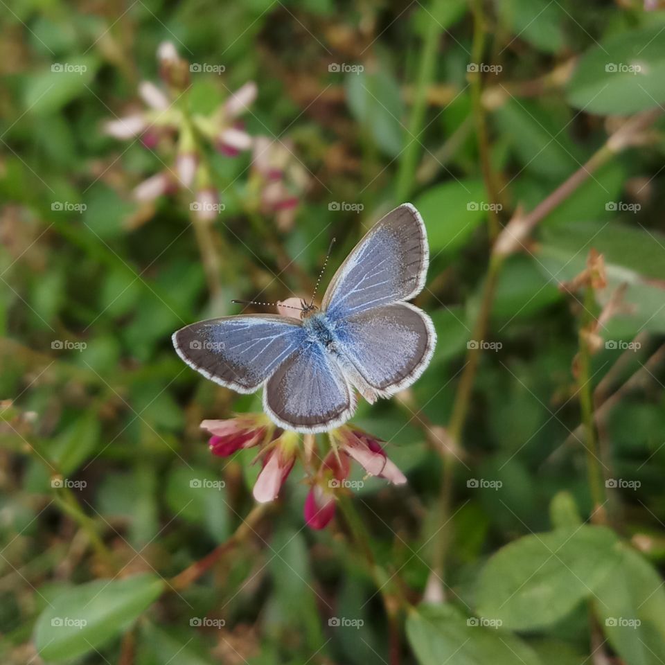 Beautiful, cute butterfly.