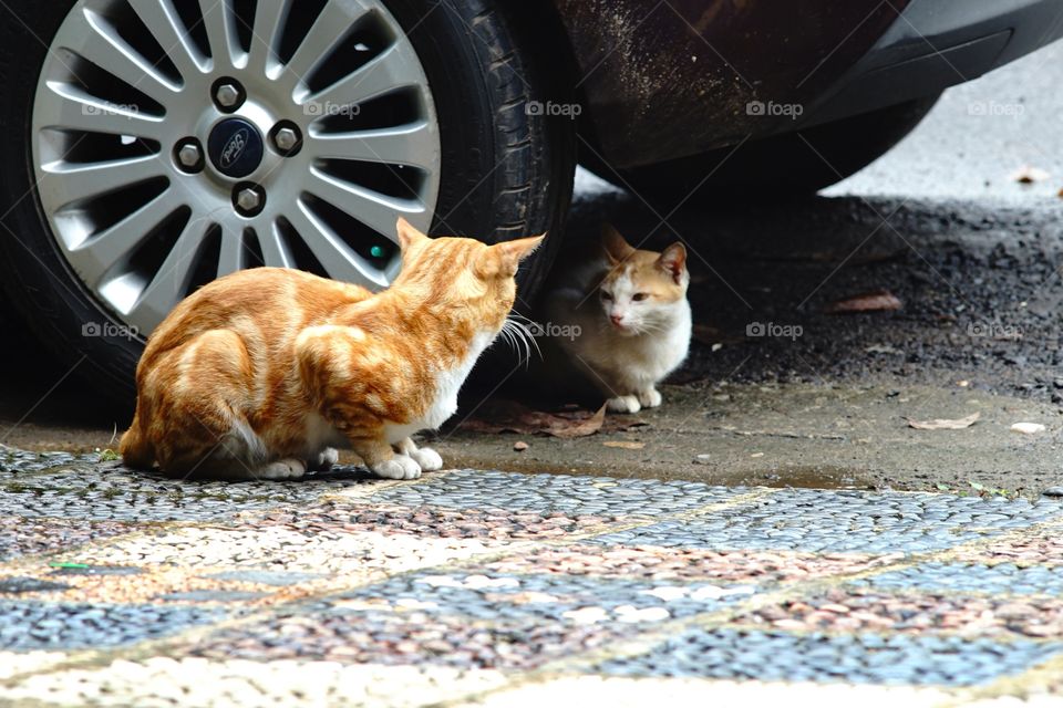 two cats face to face