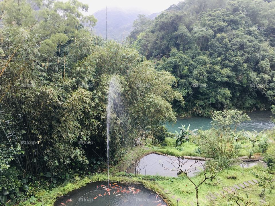 Inside Beipu Mountain located at Beipu Hinchu District, Taiwan, witnessing the Chinese bamboo trees along the man made mini fountain.