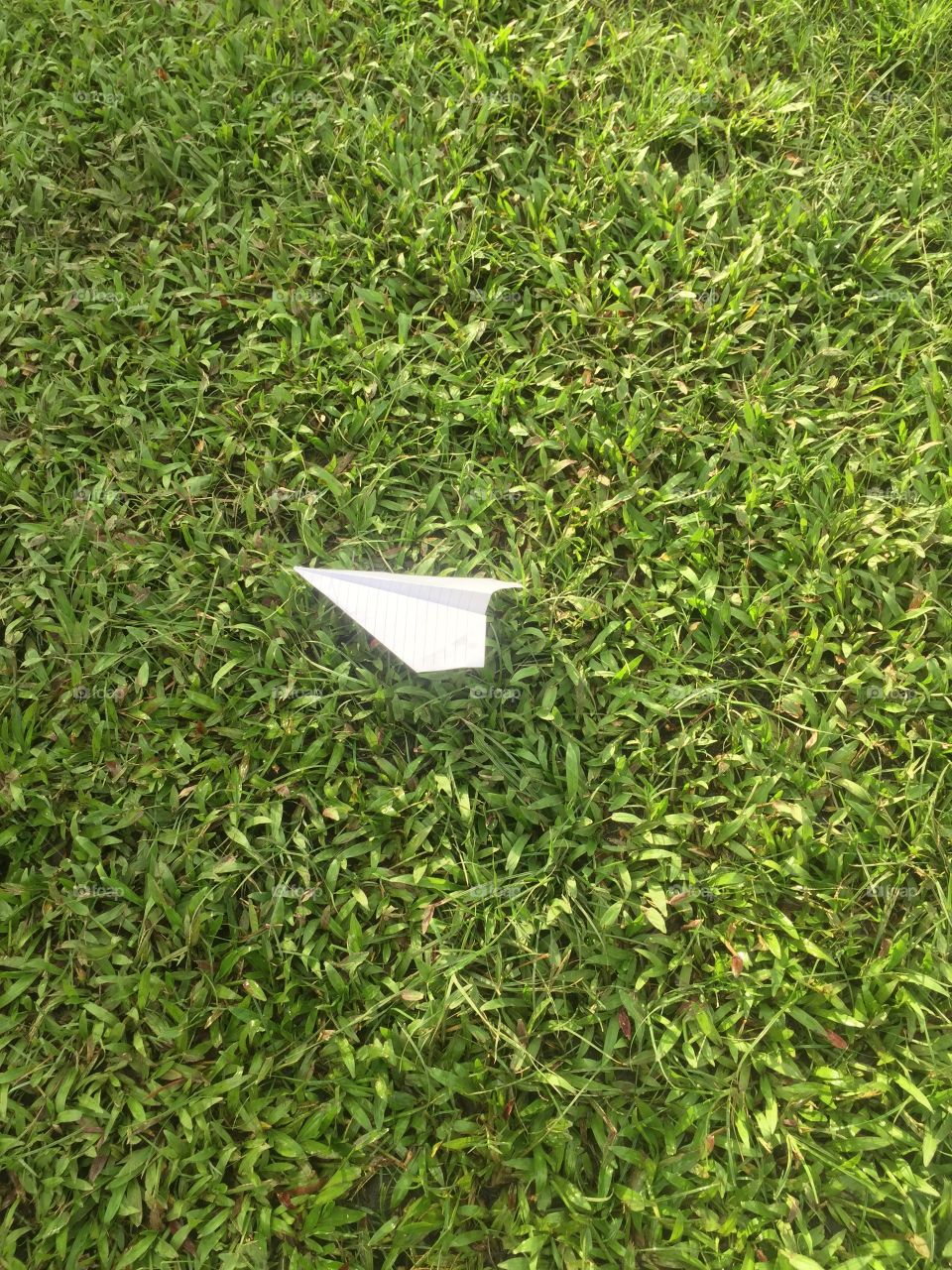 Paper Airplane on the Grass