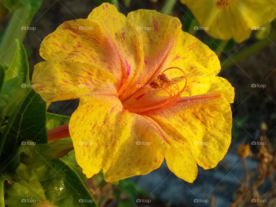 a pretty yellow and pink 'Four o'clock' flower