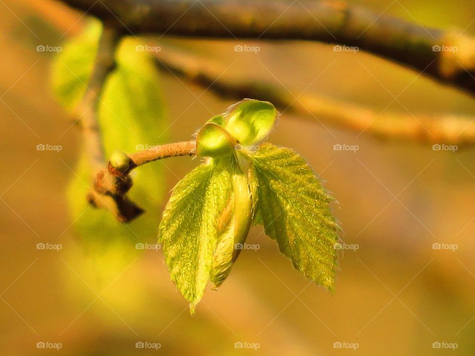 Spring leaves