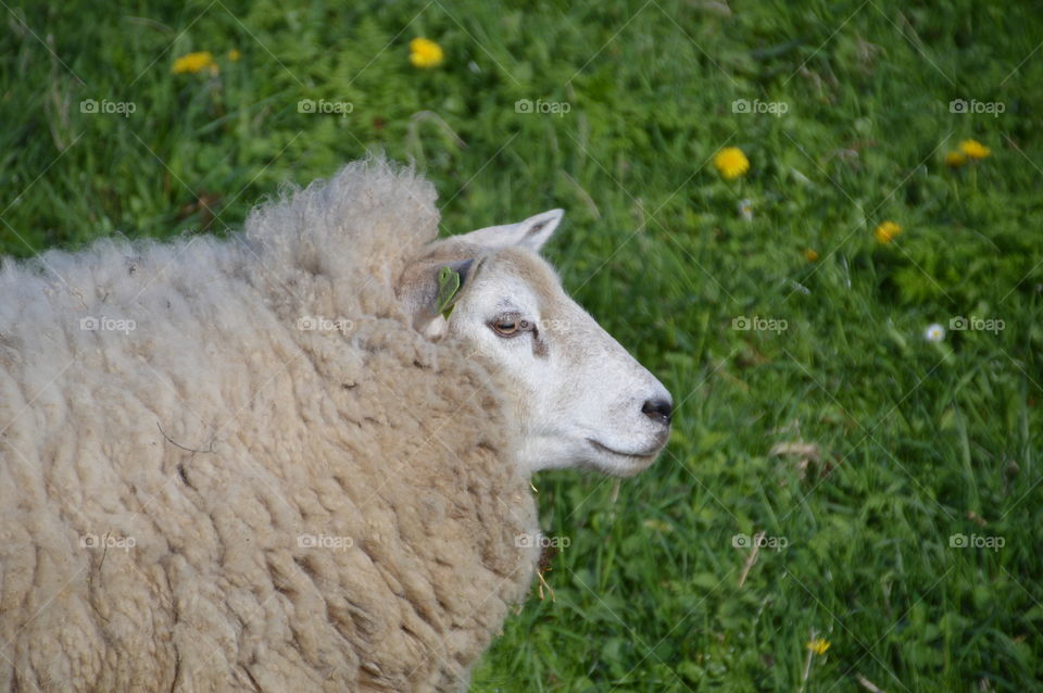 Sheep With A Earmark