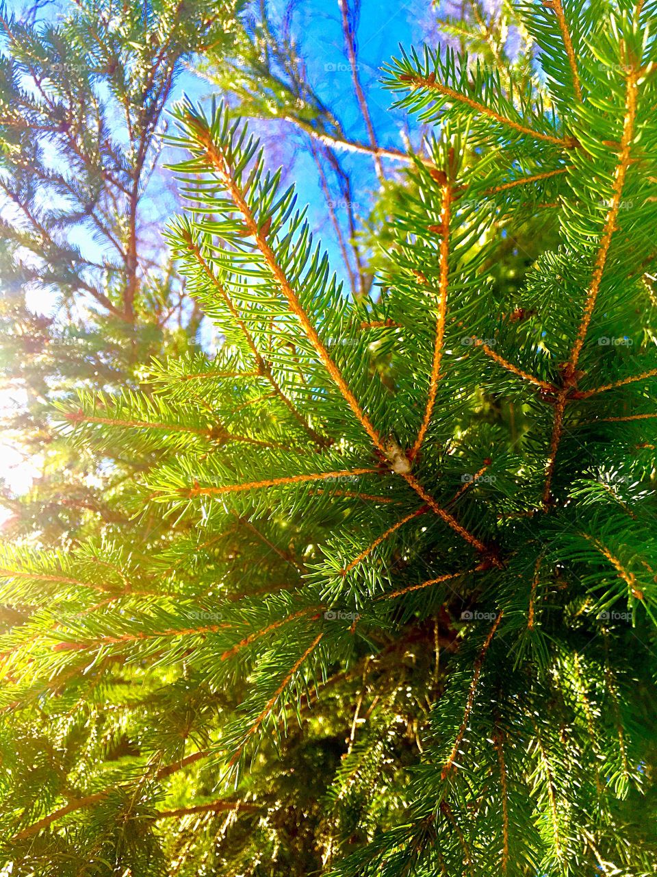 spruce branch in the sunlight