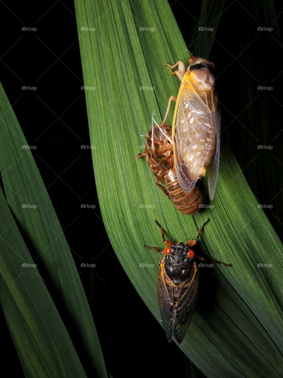 Cicadas Emerging