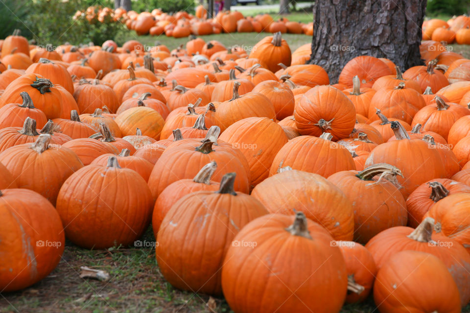 Pumpkin Patch