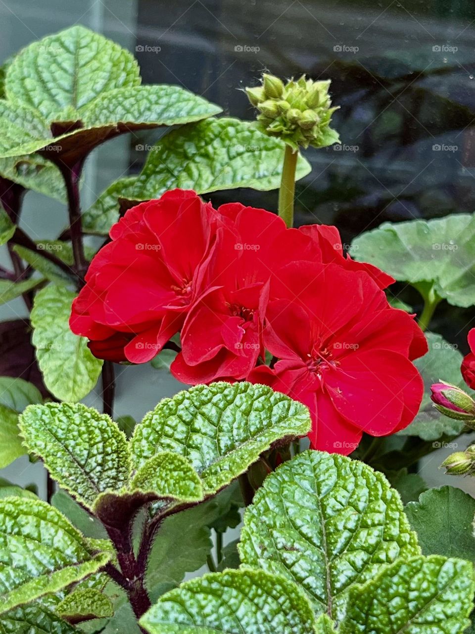 Red geranium-pelargonium