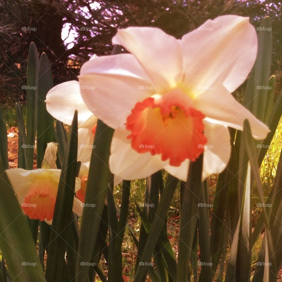 Daffodils 