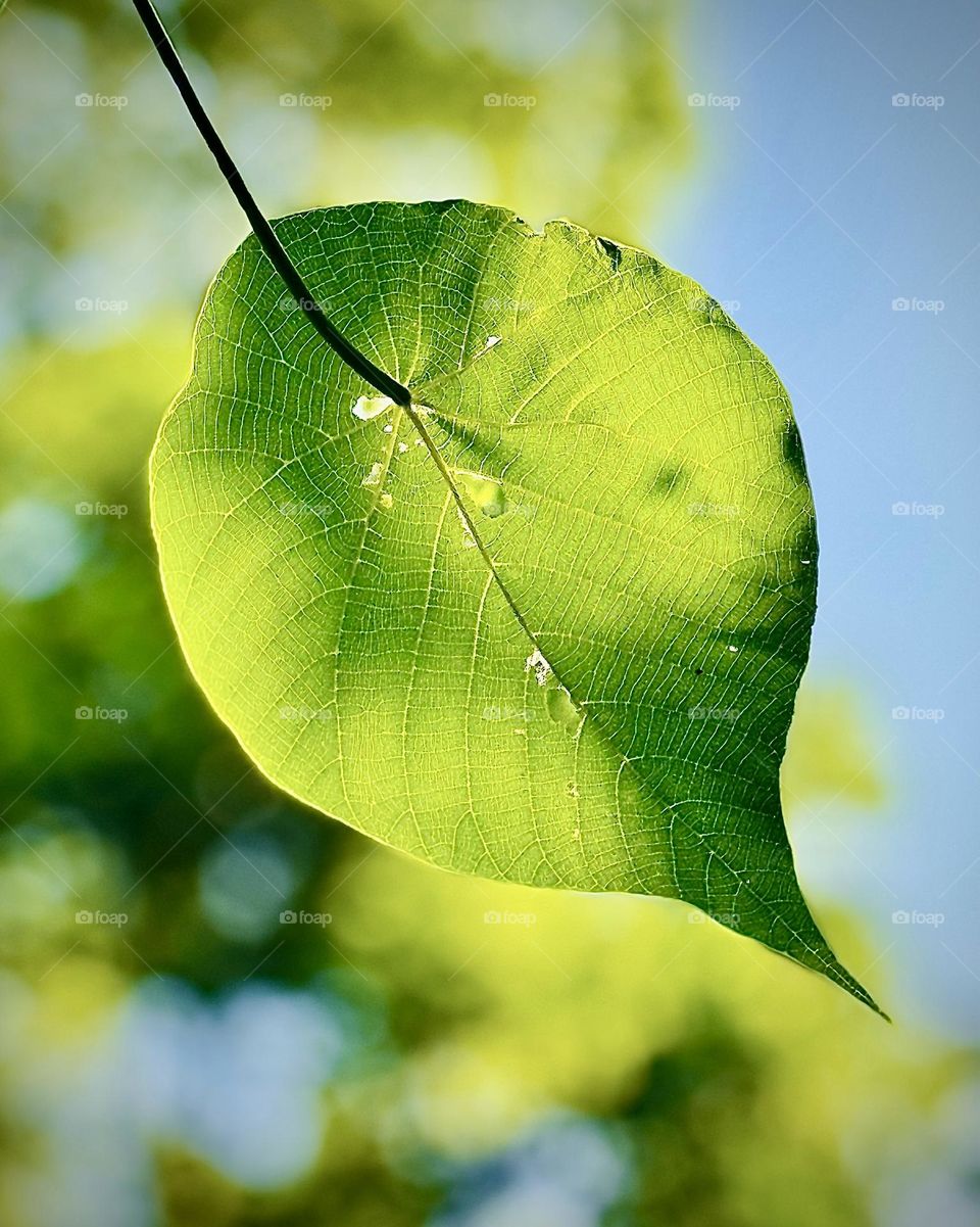 Green leaf