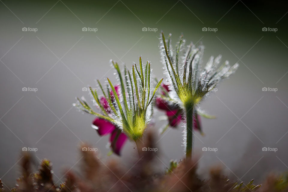 Spring flower