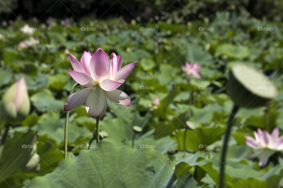 Pink and white lotus flower 