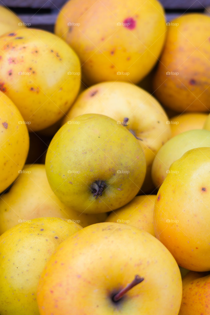 Harvest ripe juicy and tasty apples. Harvested juicy apples from fertile trees.