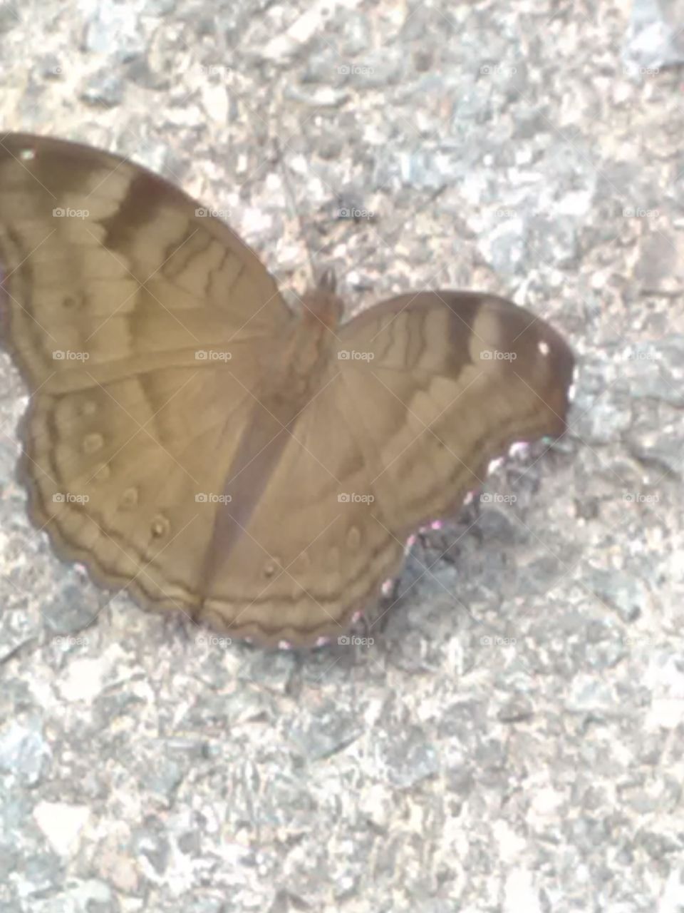 This butterfly is injoing the way.
