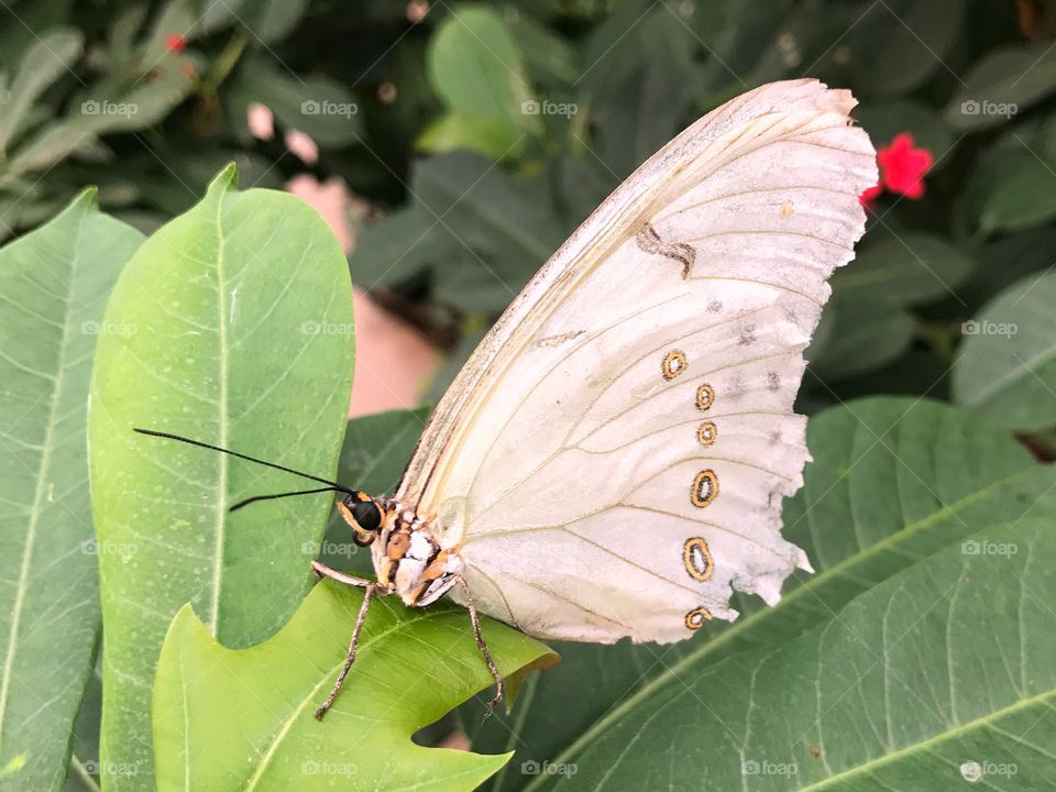 Butterfly white