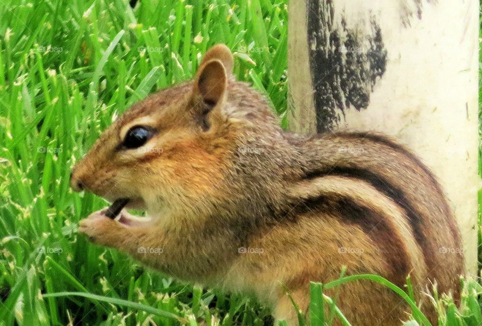 Chipmunk free meal