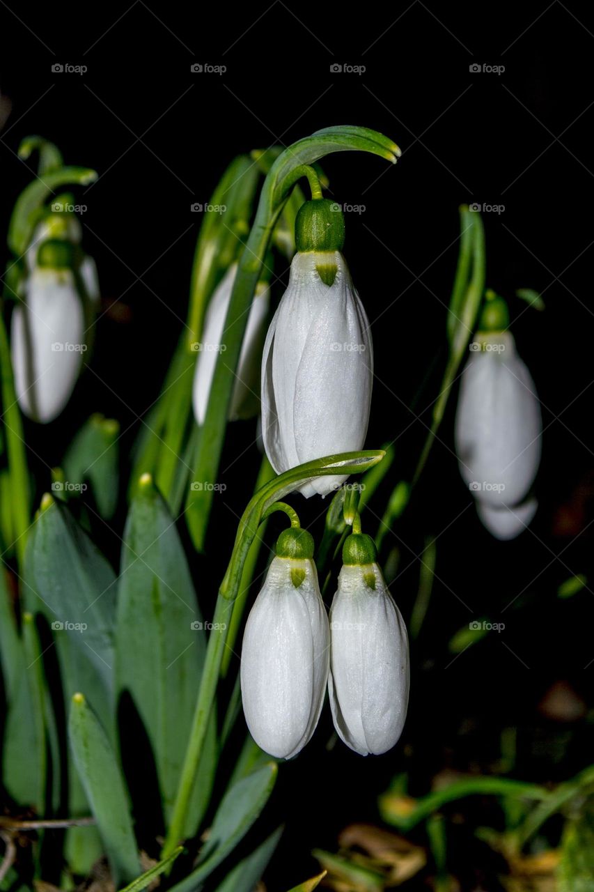 Snowdrops.