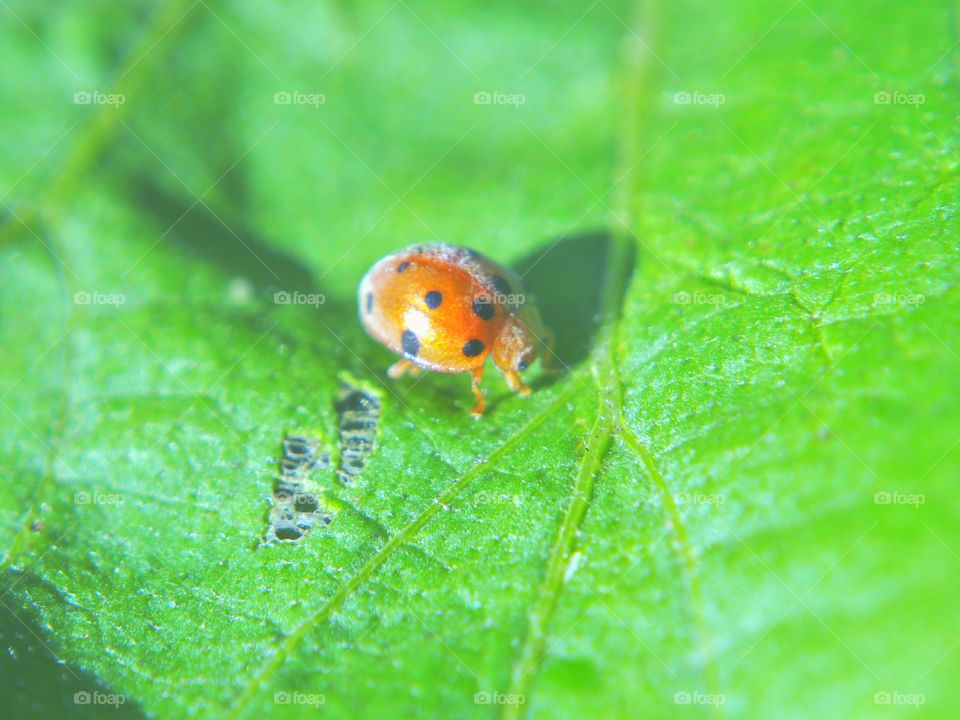 Ladybug rest on green leaf in sunlight