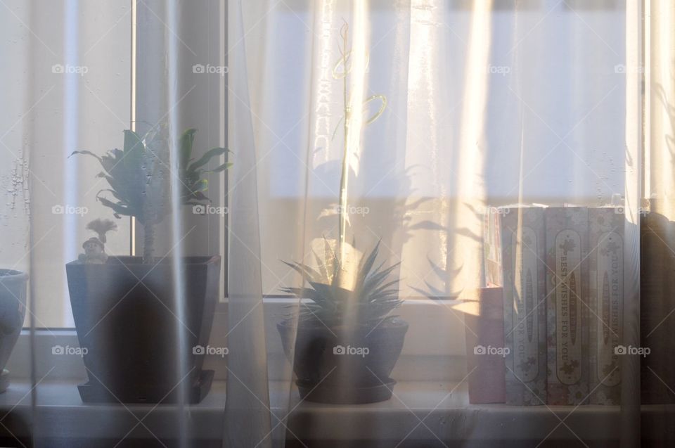 Morning rays on a widow with plants