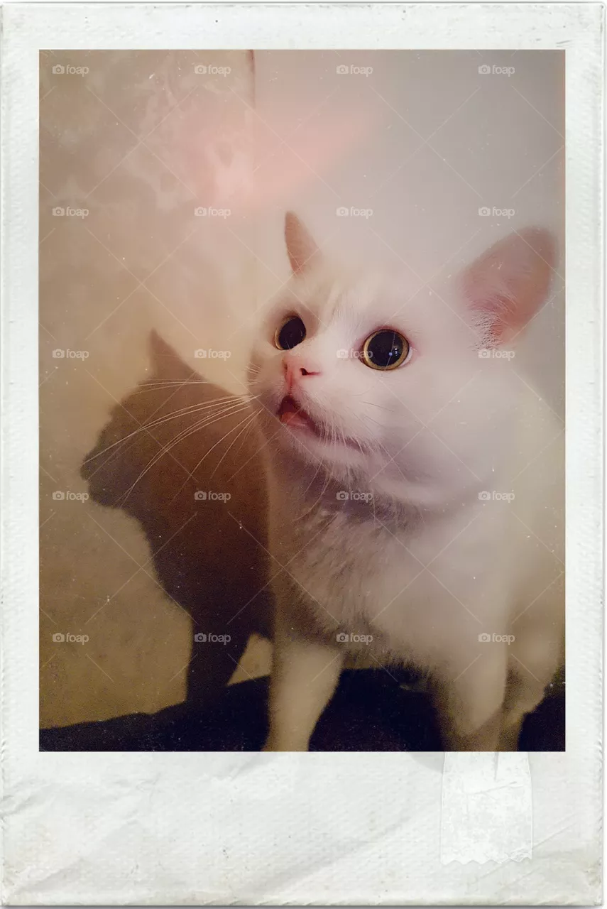 cat Amur