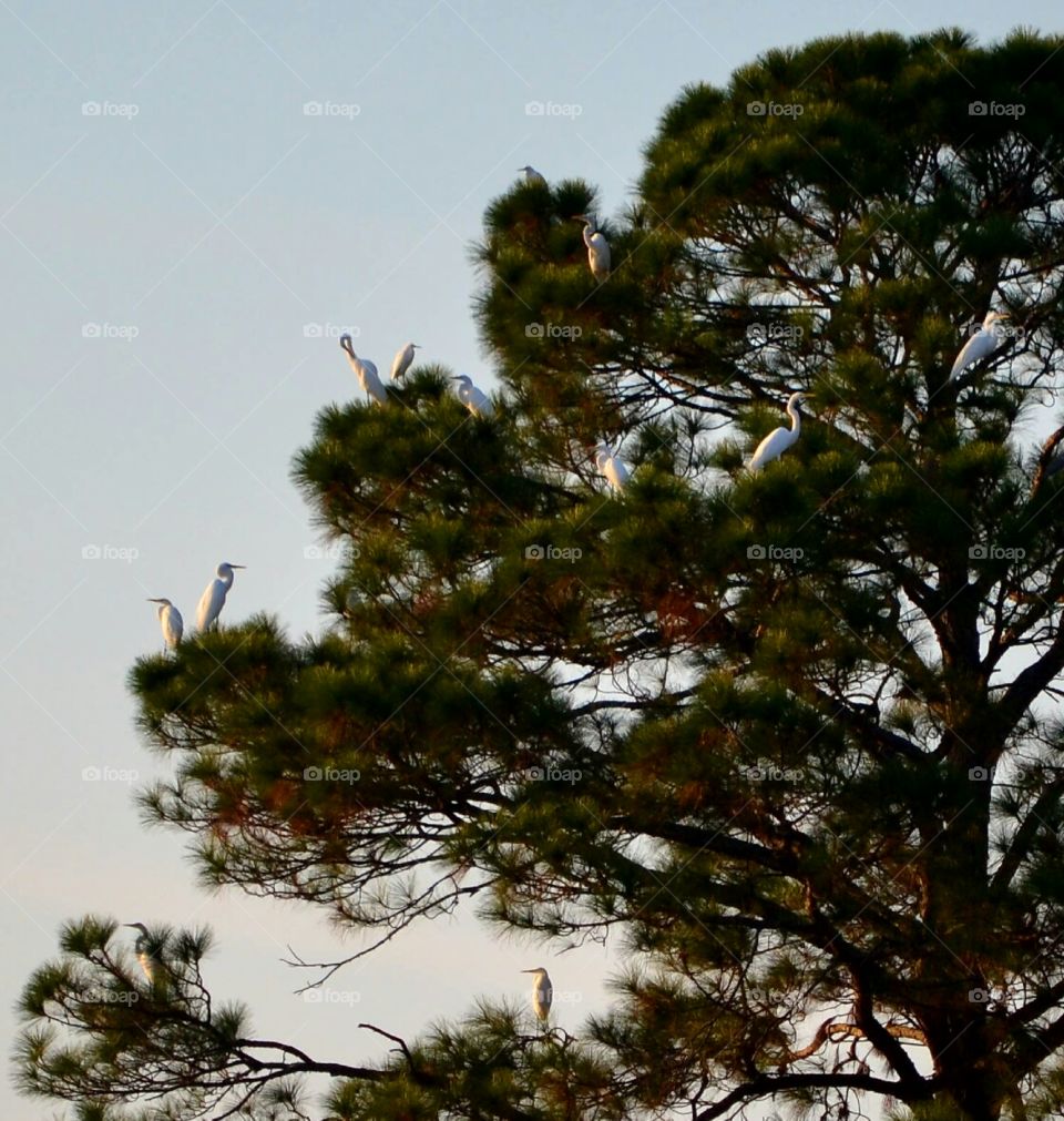 birds roosting