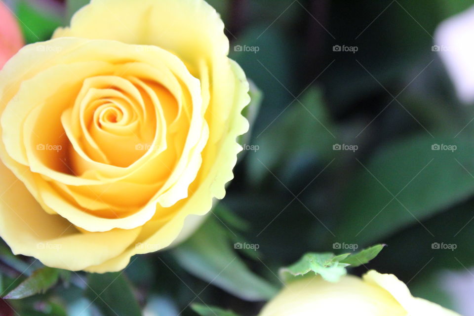 Rose, Flower, Love, Wedding, Nature