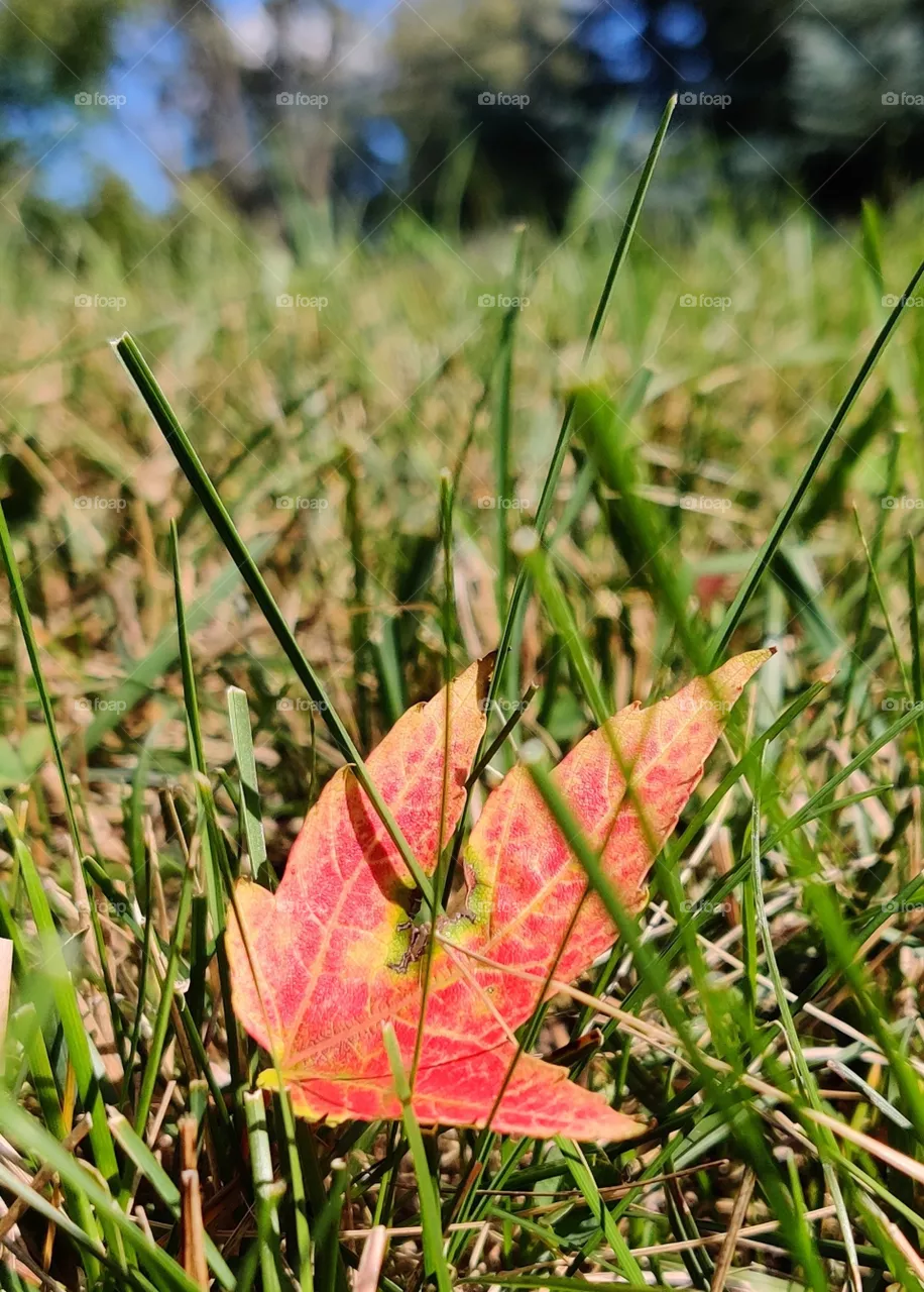 Autumn / Summer 1:0