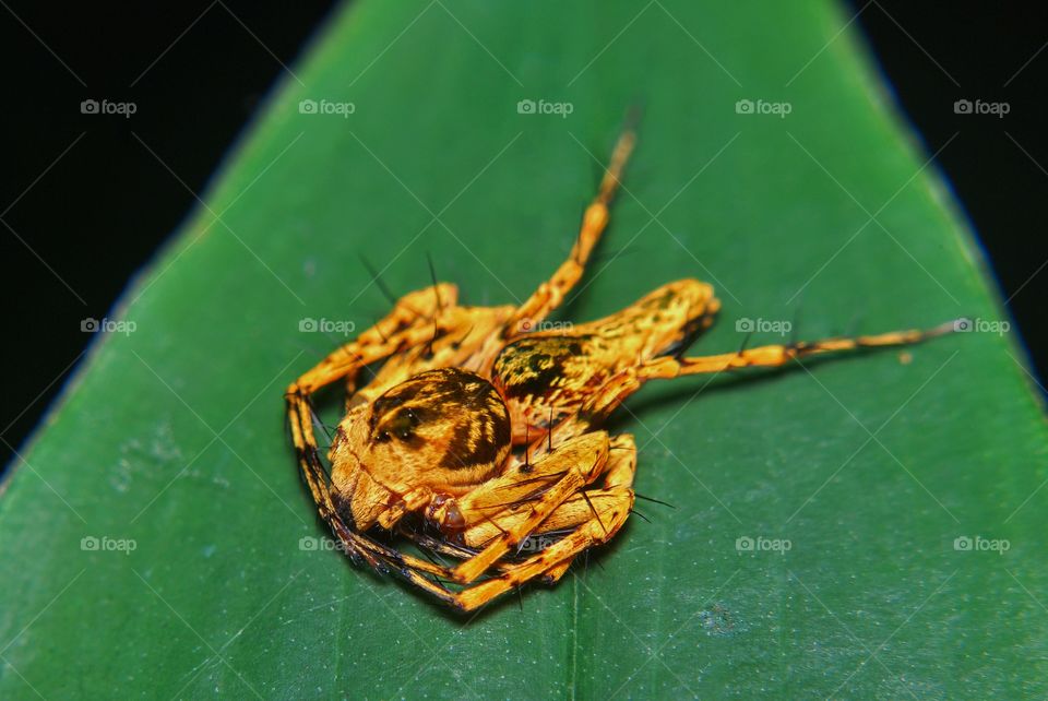 insect spider