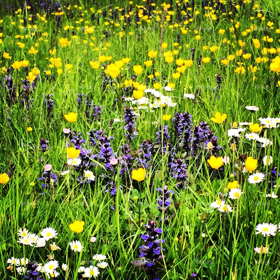 Flowers. Spring in Germany