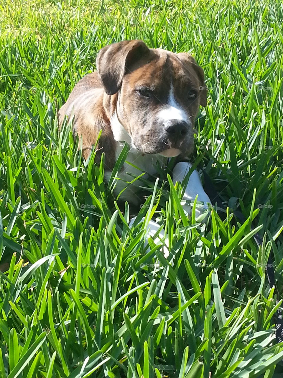 Hank the Tank puppy in the grass
