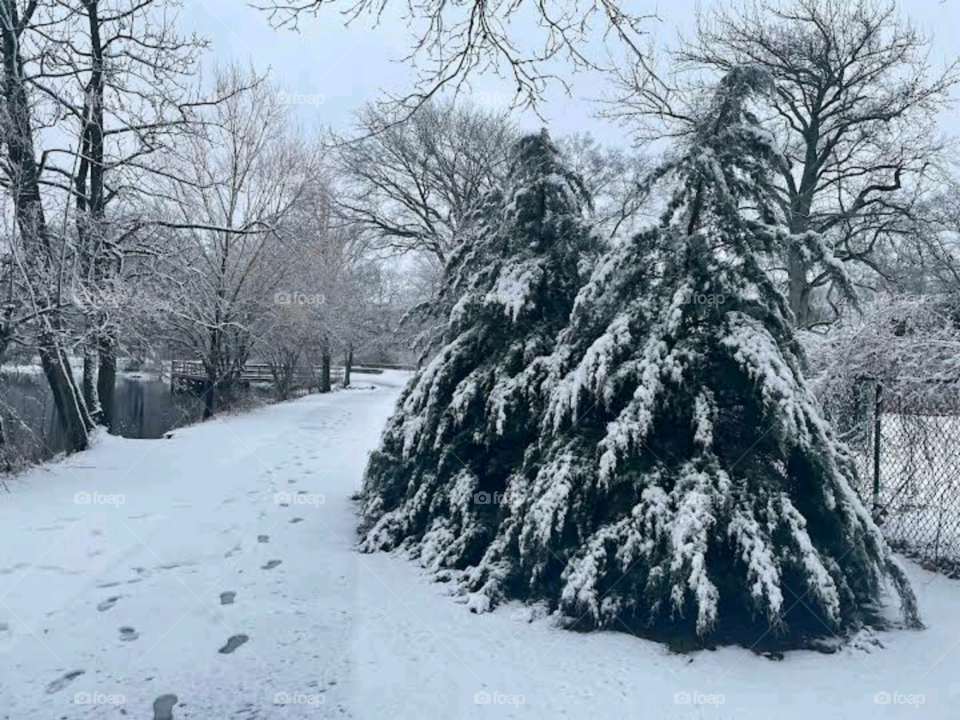 Bäume und Schnee