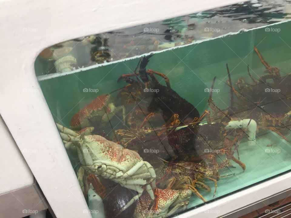 Crab in a tank