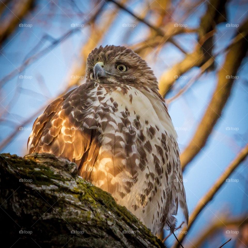 Red-tailed Hawk 